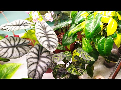 Видео: 3 ноября 2025 Цветы 🌺 Новинки 🌿