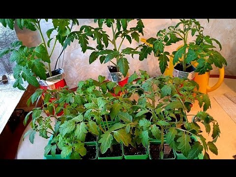 Видео: Рассада томатов, что важно сделать..Когда, как и в какой грунт переваливать. 19-20 марта