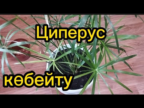 Видео: Циперус гүлін көбейту.Дұрыс күтім жасау.Гүлдер әлемі.🌺#гулдер #өсімдік