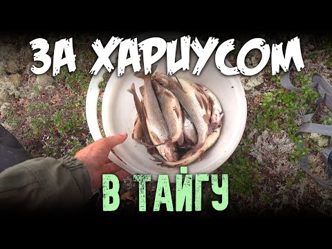 Видео: За хариусом в Тайгу / Рыбалка на спиннинг