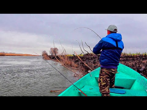 Видео: САЗАН ГНЁТ СНАСТИ! Поклёвка за поклевкой! Шикарная рыбалка на сазана