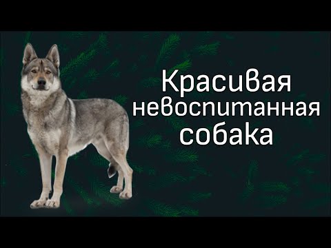 Видео: Разбор видео Антуана Наджаряна. Работа с перевозбуждением