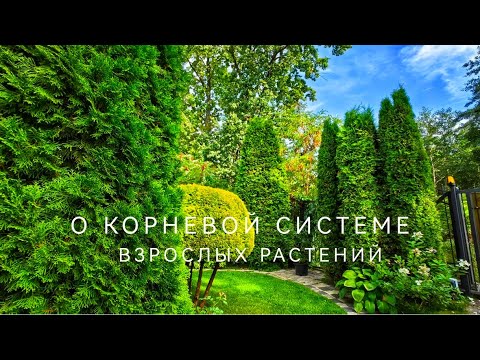 Видео: О корневой системе взрослых растений - раз. о том, почему мои розы не болеют - два