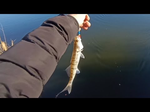 Видео: ПРОВЕРКА НА #ДАЛЬНОСТЬ ЗАБРОСА.РЫБАЛКА В ЯНВАРЕ НА ИНГУЛЕ "АЛЯУДЫ"15.01.25