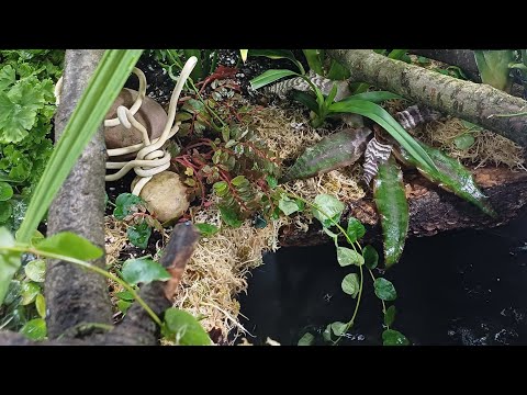 Видео: день второй || мини водоём в комнате || групповая посадка комнатных растений || пруд в зимнем саду 