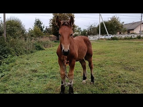 Видео: 🚨 ЖЕРЕБЦІ НА ПРОДАЖ💰СІНО🌿ТА ОВЕС🌾НА ПРОДАЖ🎯☎️