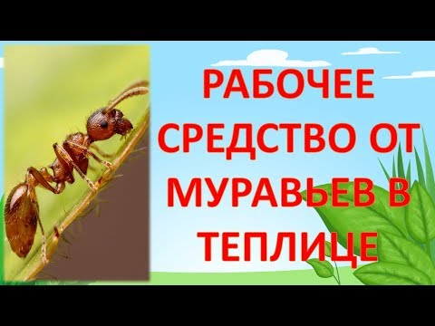 Видео: ЧТО ПОМОГАЕТ ОТ МУРАВЬЕВ В ТЕПЛИЦЕ И ЧТО НЕ ПОМОГАЕТ. Как бороться с муравьями в теплице.