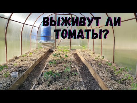 Видео: Солома в теплице: как мы спасли томаты от заморозков