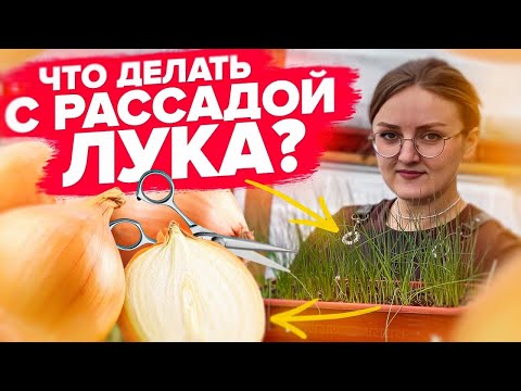 Видео: РАССАДА ЛУКА ВЫРОСЛА. Что делать дальше? Эксибишн из семян