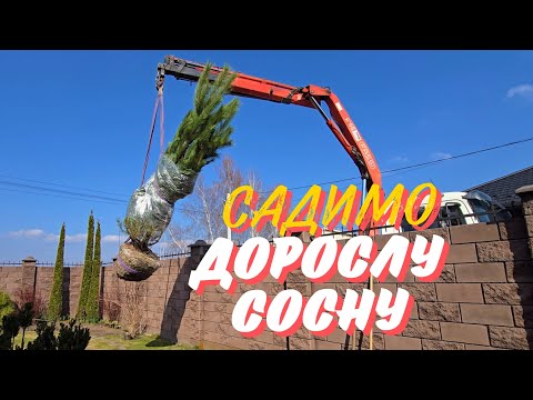 Видео: Посадка великоміру сосни власноруч