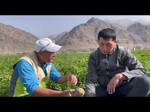 Видео: Сапаттуу үрөндүк картошка Чоң-Алайда...