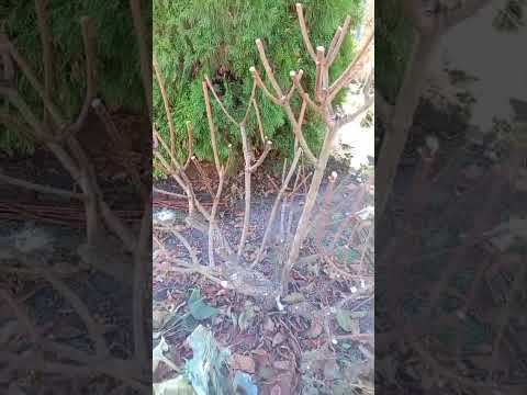 Видео: Осенняя обрезка метельчатой гортензии. #сад #садоводничество #дача