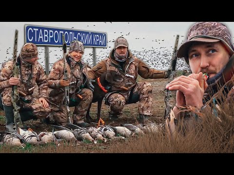 Видео: ТЫСЯЧА ГУСЕЙ в январе. Охота на гуся в Ставропольском крае. Тактика охоты.