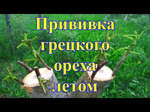 Видео: Прививка грецкого ореха летом на маньчжурский, грецкий, прививка взрослого ореха, Walnut Grafting