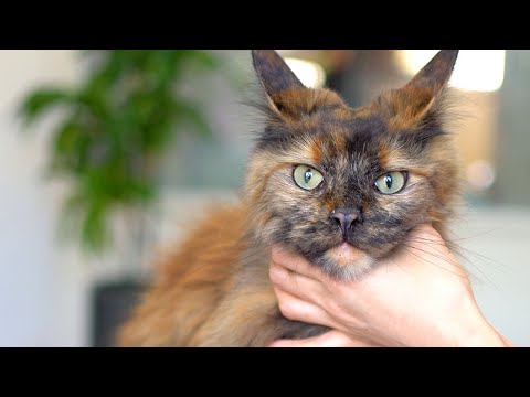 Видео: Это не страшный кот! Вопреки тому, как он выглядит, это самый чистый кот!😻🛁✂️❤️