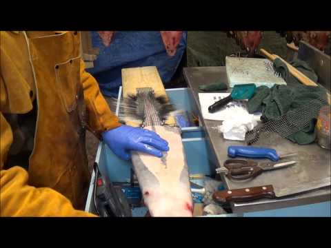 Видео: Профессиональная обработка меха, высадка скунса, часть 3