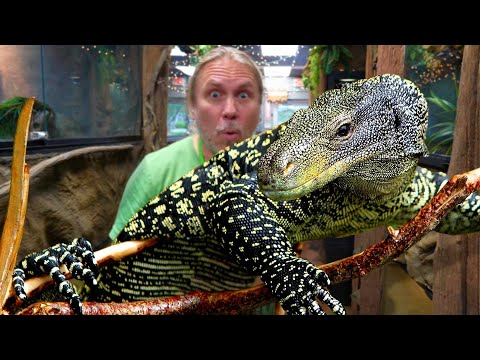 Видео: ВТОРОЙ ПО КРУПНОСТИ ВАРАН НА ПЛАНЕТЕ! 🌏 ПОЗНАКОМЬТЕСЬ СО ВСЕМИ НАШИМИ ВАРАНАМИ В ЗООПАРКЕ РЕПТИЛИЙ!