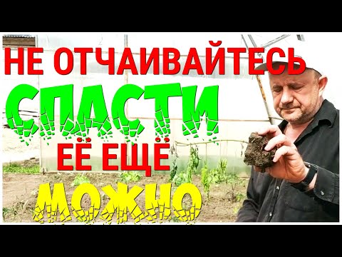 Видео: ТоматПомидор. Есть шанс замёрзшую рассаду восстановить! Заморозками побило помидоры что делать?