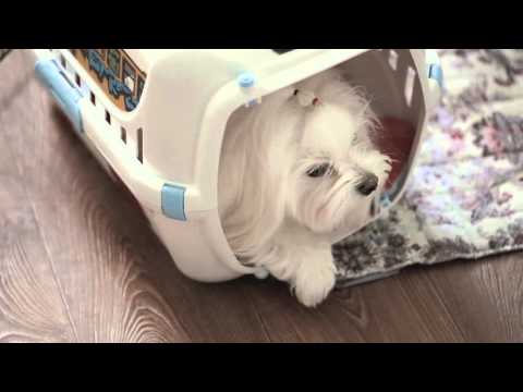 Видео: Мальтезе