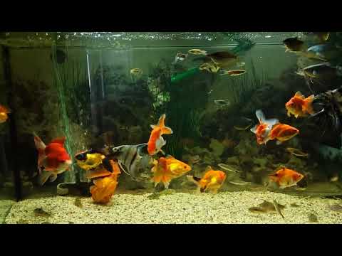 Видео: Очистка аквариумов 🥴✨. Сомики корики показались миру 🤫😶‍🌫️.Танкер веселится 🤗🥰 🐠 Aqua Chaos 