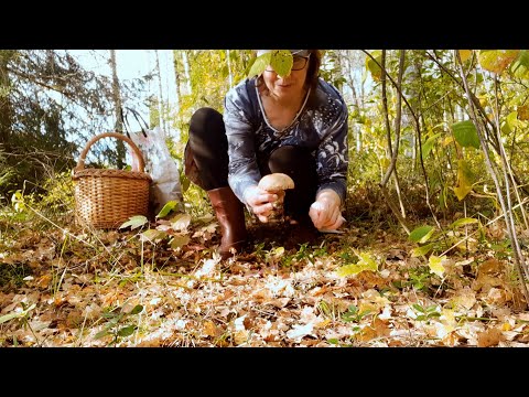 Видео: Золотая осень в Ярославле в самом разгаре. Ура - красные пошли!!!