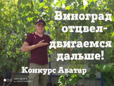 Видео: Рост ягод,обработка, подкормка. Определение милдью,оидиума. Прививки. Конкурс - к-ш Аватар.