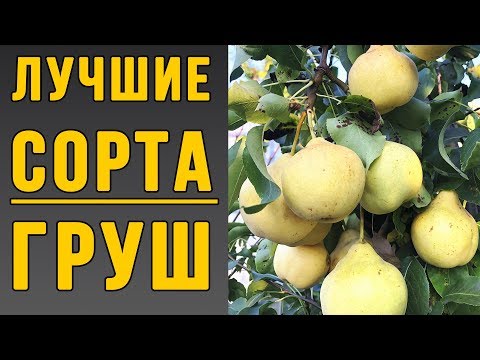 Видео: Лучшие сорта груш. Как посадить грушу?