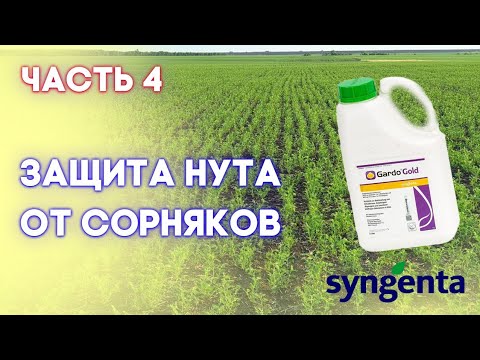 Видео: НУТ | Часть 4 | Прогрессивный взгляд на технологию возделывания нута от посева и до уборки |