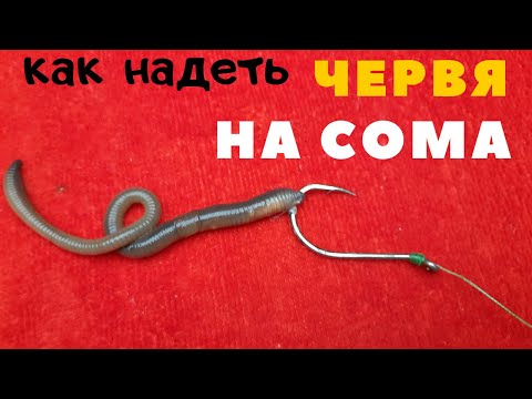 Видео: Как надевать червя-выползка для ловли сома и крупной рыбы