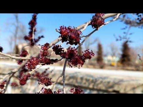 Видео: 26.02.2022 г., 12 микрорайон начало с 23 дома. г. Зарафшан(Узбекистан).
