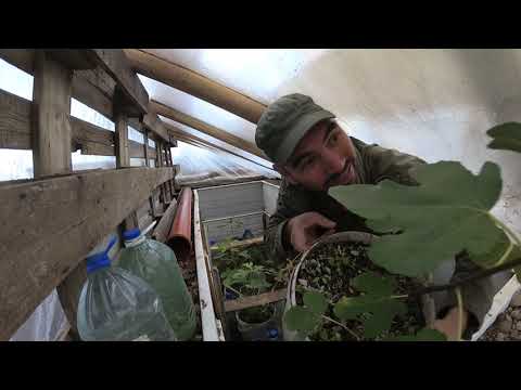 Видео: Похолодало, как там в яме и теплице