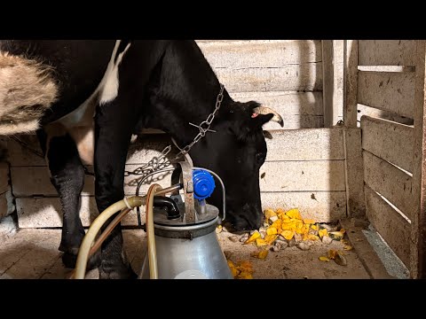 Видео: Коровы будут! Доделал пол! Начал белить! 