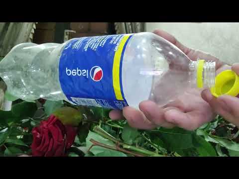 Видео: Роза гулин калай кобейтемиз.#Ташкент #Алматы