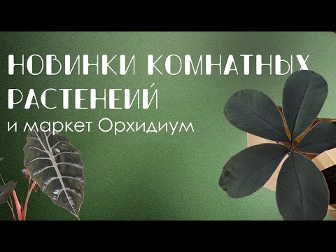 Видео: Новые растения, покупки с вайлдберриз и маркет Орхидиум.