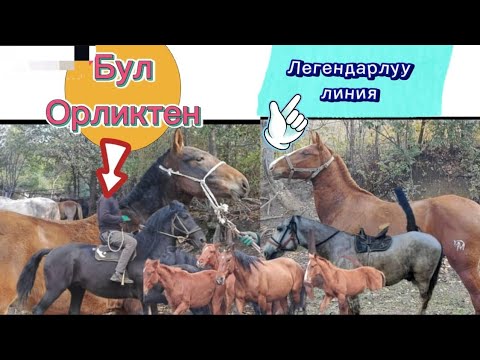 Видео: Тектуулордон тандап ал