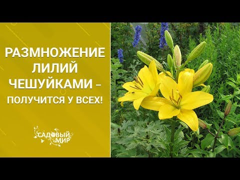 Видео: Размножение лилий чешуйками – получится у всех!