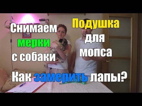 Видео: Как снять мерки с собаки. Как замерить лапу собаке Мопс.