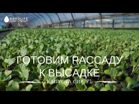 Видео: ГОТОВИМ РАССАДУ КАПУСТЫ К ВЫСАДКЕ | ВЫСАДКА РАССАДЫ В ГРУНТ: КАПУСТА СИР F1