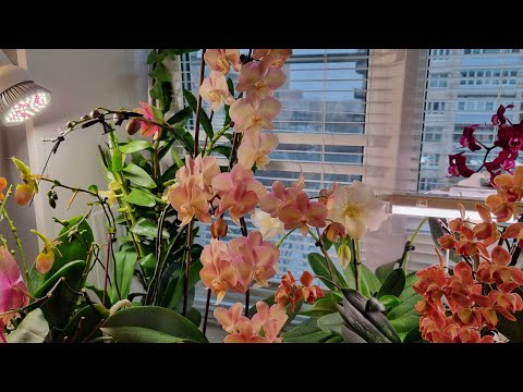 Видео: Что у меня нового. Так же немного ответов на вопросы.