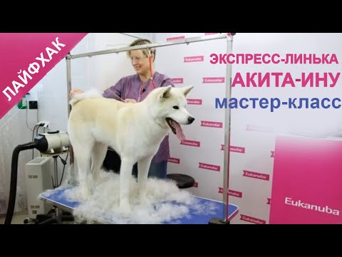 Видео: Акита-ину. Лайфхак. Экспресс-линька за 2 часа! Мастер-класс.