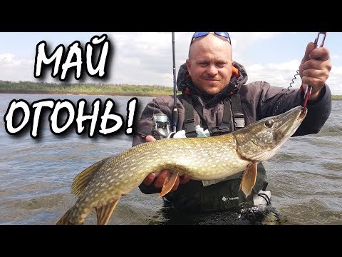 Видео: Май и рыбалка это трофей! Где ловить щуку в мае и на что?