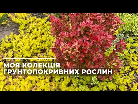 Видео: Моя колекція грунтопокривних рослин.