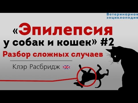 Видео: Эпилепсия у собак и кошек. Разбор сложных случаев. Epilepsy in pets
