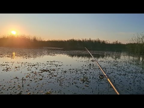 Видео: ЭТО РЕАЛЬНО ЛИНЕВЫЙ РАЙ!!! ПЛАТИНА ГАЛЫМЖАН!! Ч.2