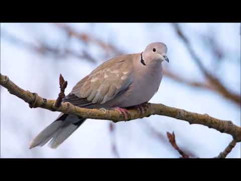 Видео: ГОРЛИЦА-СИМВОЛ ВЕЧНОЙ ЛЮБВИ,ПЕРНАТЫЙ МУЗЫКАНТ,ВОРКОВАНИЕ ЕЁ ПОХОЖИ НА ЖУРЧАНИЕ РУЧЕЙКА УМИРОТВОРЯЮТ.