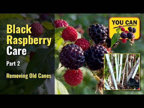 Видео: Черная малина — удаление старых ветвей, часть 2