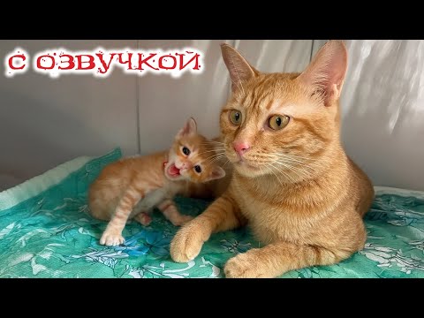 Видео: Приколы с котами! - С ОЗВУЧКОЙ! - Смешные коты! Самые смешные животные!