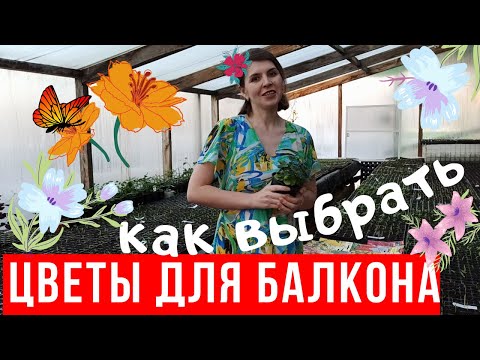 Видео: Цветы для балкона: как выбрать?