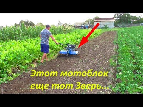 Видео: ТЕСТ фрезы мотоблока Кентавр!