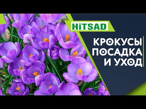 Видео: Всё о крокусах ✔️ Правильный уход за крокусами